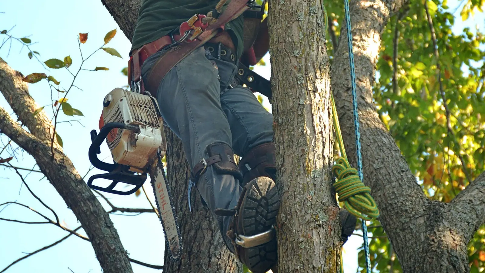 Arborist in a harness climbing a tree trunk with a chainsaw at his side