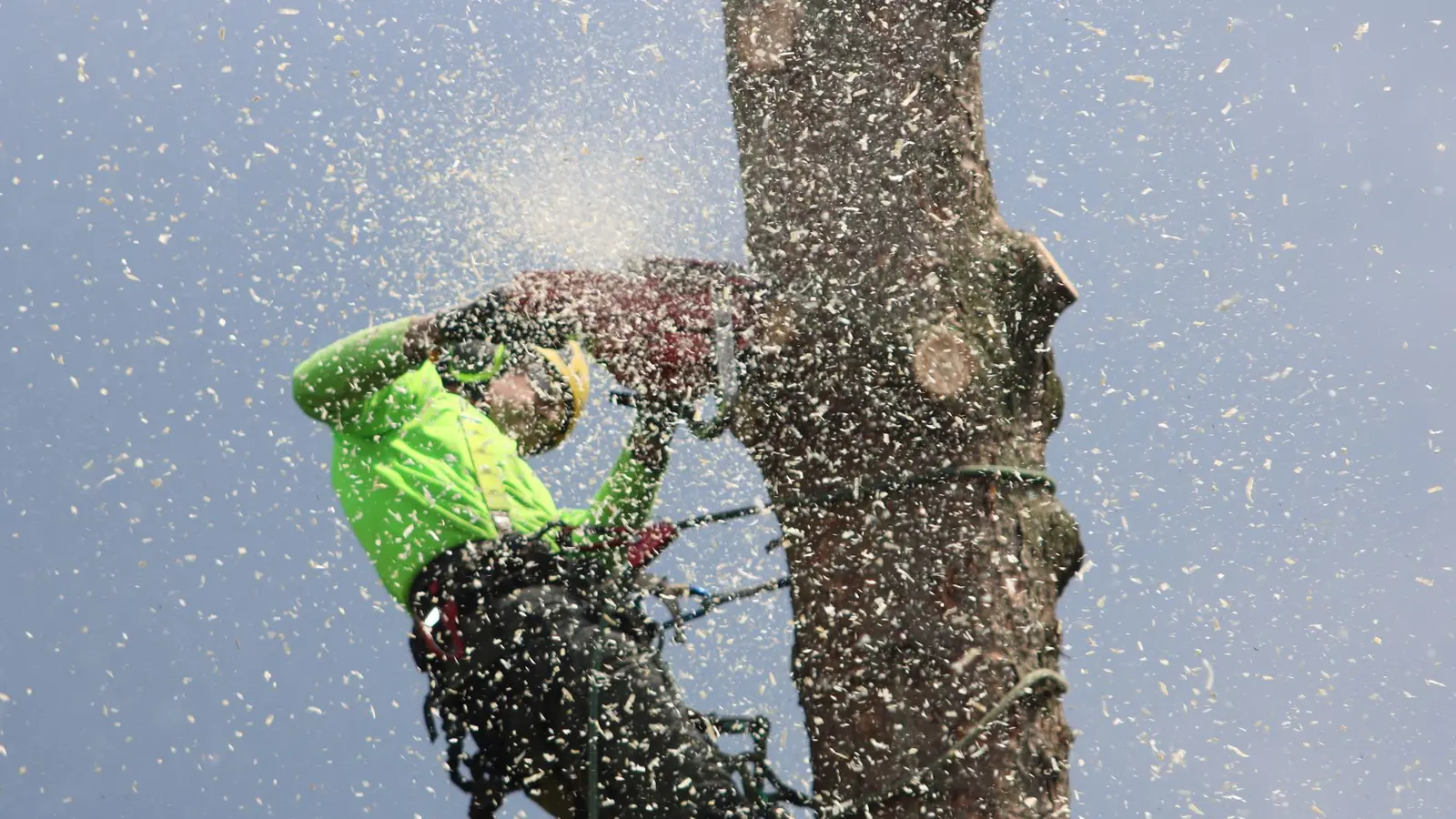 Climber in a harness sawing through a tall tree trunk with sawdust flying