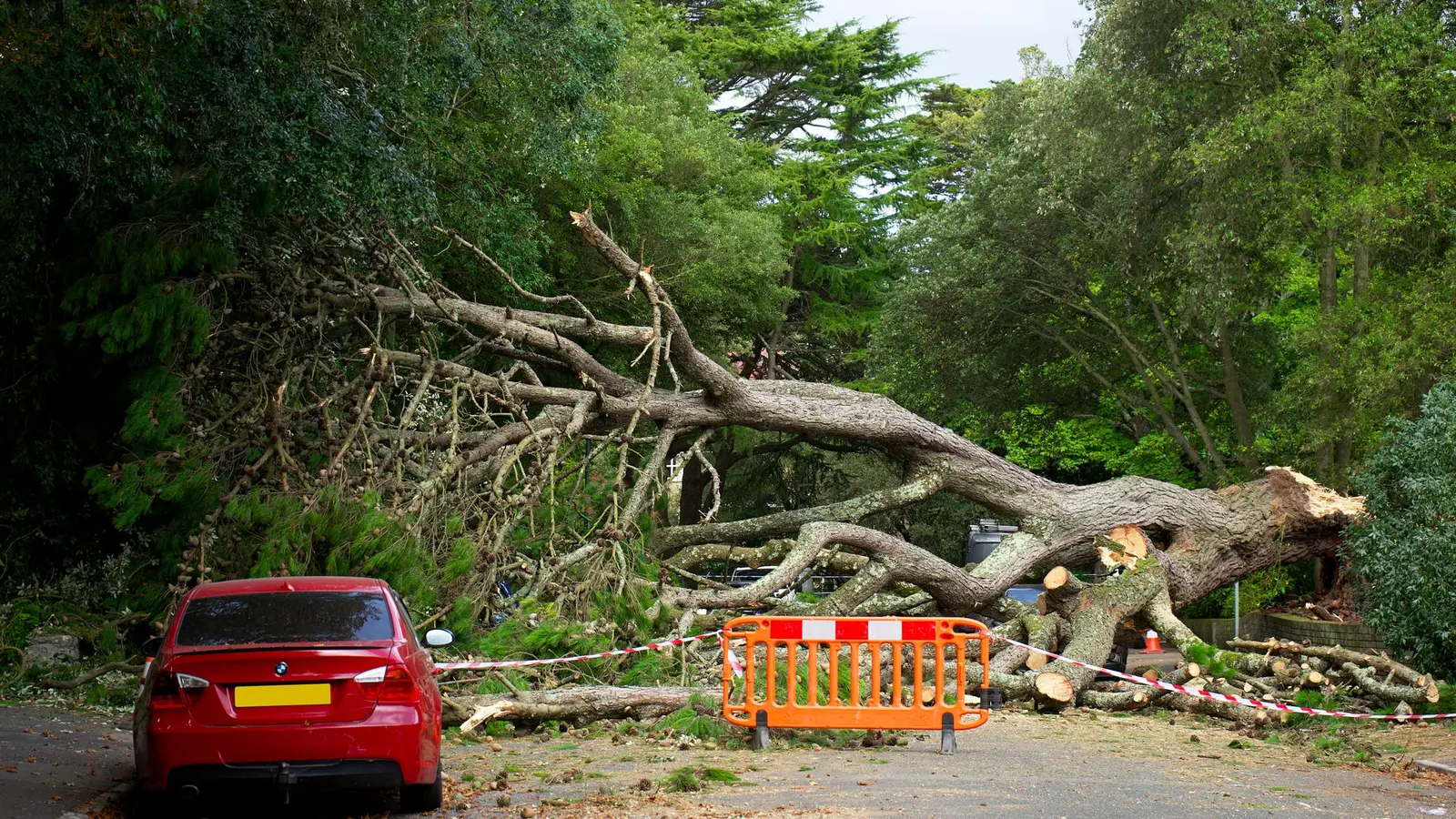 Large fallen tree blocking a road behind a safety barrier, with a red car nearby