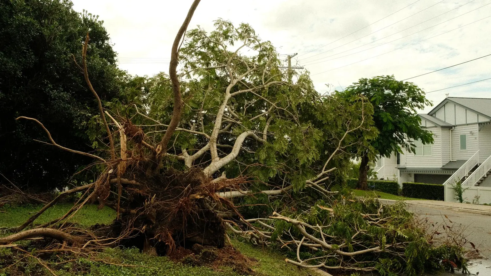 Uprooted tree with its root ball torn out of a lawn beside a house