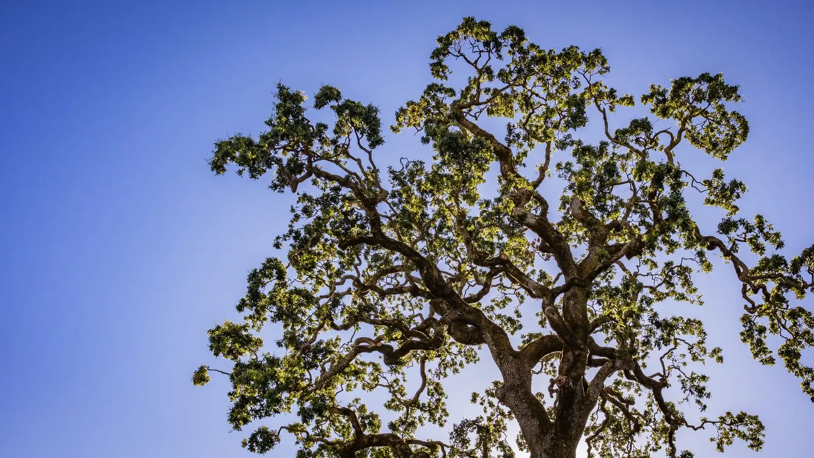 Wide oak tree canopy seen from below against a blue sky